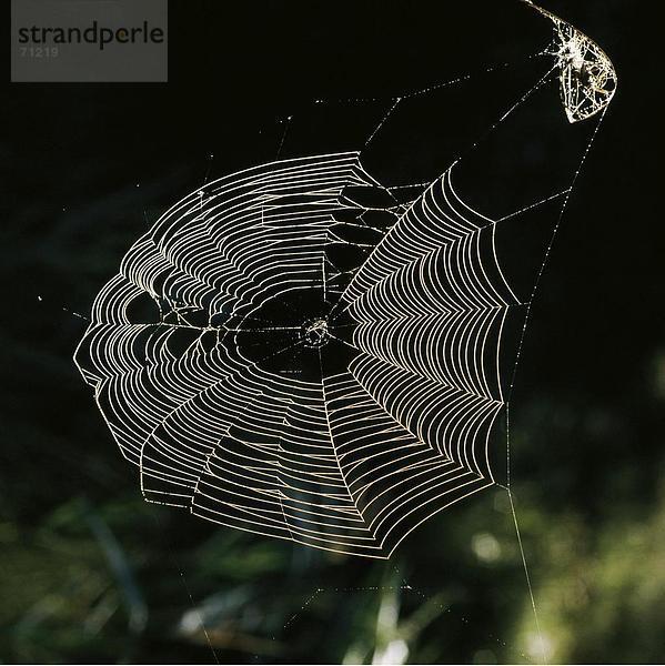 10033268  zurück Licht  Spider net  Net  Dewdrop und Spinne