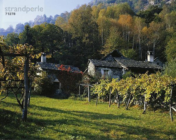 10048108  Dunzio  Herbst  Reben  Rustico  Schweiz  Europa  Tessin  Valle di Maggia