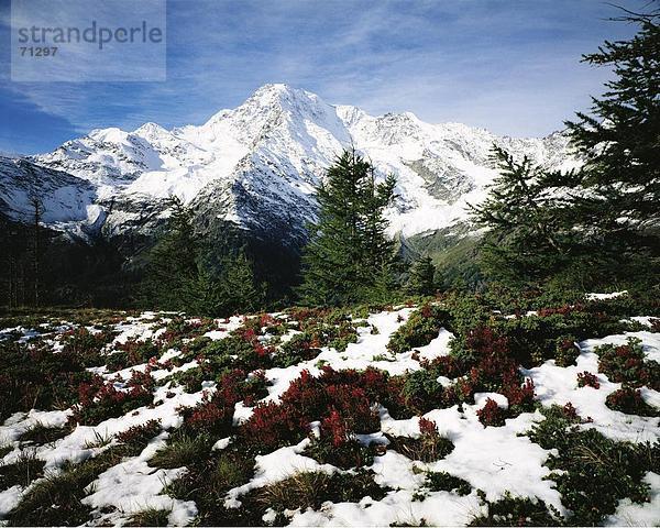 10048669  Alm  Berge  Alpen  Alps  Bergpanorama  Fletschhorn  Landschaft  Pflanzen  Schneebericht Flechten  Schweiz  Europa  Va