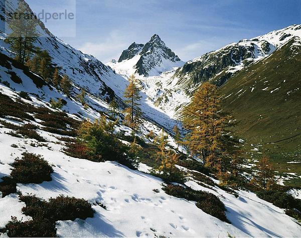 10052026  Berge  Alpen  Alps  Landschaft  Bäume  Mountain Spitz  Faldum Rothorn  Saison  Lötschental  hohl  Schweiz  E