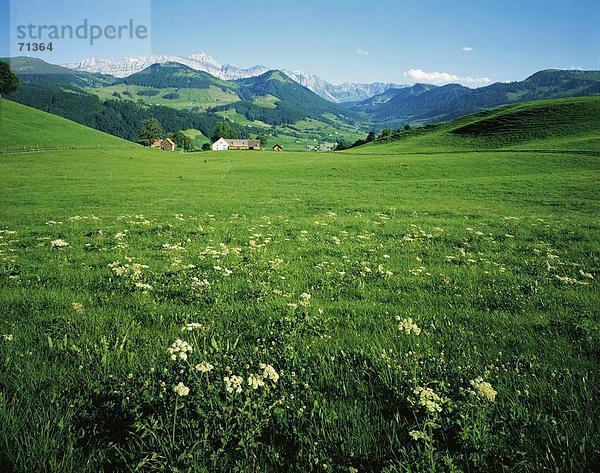 10055748  Appenzell  Bauernhöfe  Bergpanorama  Alpen  Gebirge  Landschaft  Santis  Schweiz  Europa  Wiesen