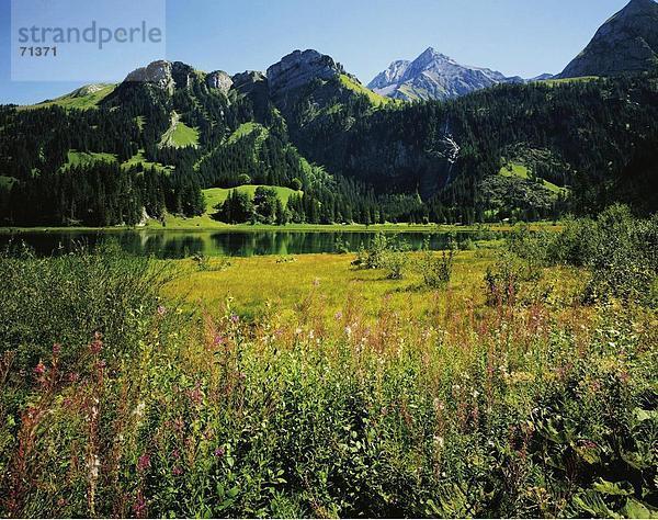 Landschaftlich schön landschaftlich reizvoll Europa Berg Pflanze Alpen Berner Oberland Kanton Bern Schweiz Bergpanorama