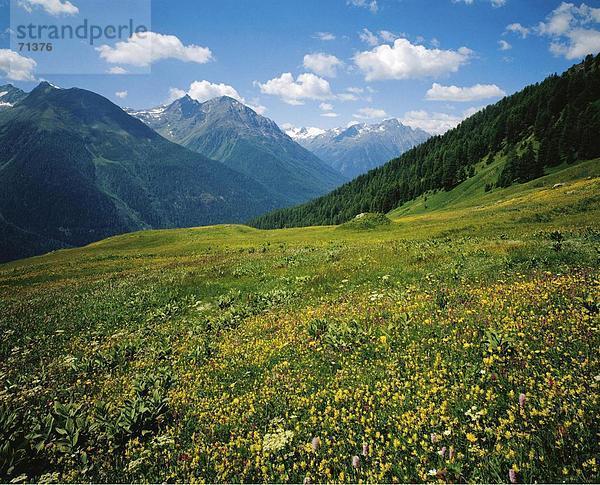 10055916  Alm  Bergpanorama  Alpen  Berge  Blumenwiese  Engadin  Graubünden  Graubünden  Lavin  Landschaft  Munt  Schweiz