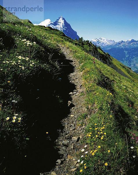 10055943  Weg  Weg  gehen  Wandern  Pfad  Bergen  alpine  Alpen  alpine  Vegetation  Alm  Weg  Berner Oberland  Canto