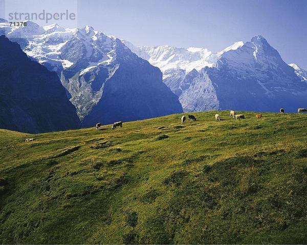 Hausrind Hausrinder Kuh Landschaftlich schön landschaftlich reizvoll Berg Alpen Eiger Berner Oberland Kanton Bern Mönch Bergpanorama