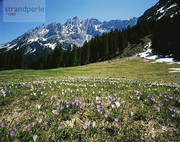Landschaftlich schön landschaftlich reizvoll Berg Krokus Berner Oberland Kanton Bern Bergmassiv Jahreszeit Schweiz