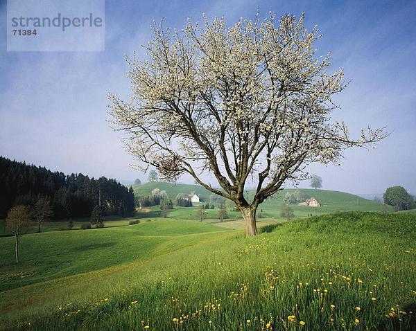 Gerichtsgebäude Landschaftlich schön landschaftlich reizvoll Europa Baum Garten Wiese Jahreszeit Schweiz
