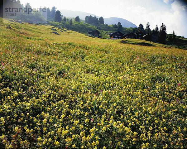 10056005  Steigung  Alm  Pastgaglias  Blume Wiese  Chalets  Graubünden  Graubünden  Saison  Schons  Schweiz  Europa  Sommer  h