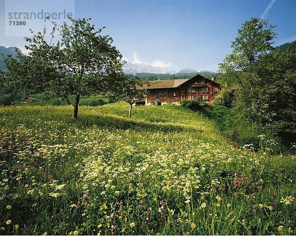 Blumenwiese Bauernhaus Europa Sommer Jahreszeit Schweiz
