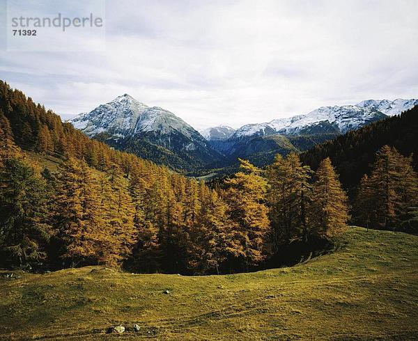 10056505  Alm  Berge  Fichtenwald  Graubünden  Graubünden  Engadin  Herbst  La Punt  Landschaft  Piz Mezzaun  Schweiz  Eu