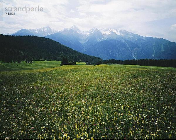 10056507  Aclas dort Alvaneu  Bergpanorama  Alpen  Berge  Blumen  Graubünden  Graubünden  Alm  Landschaft  Schweiz  Eu