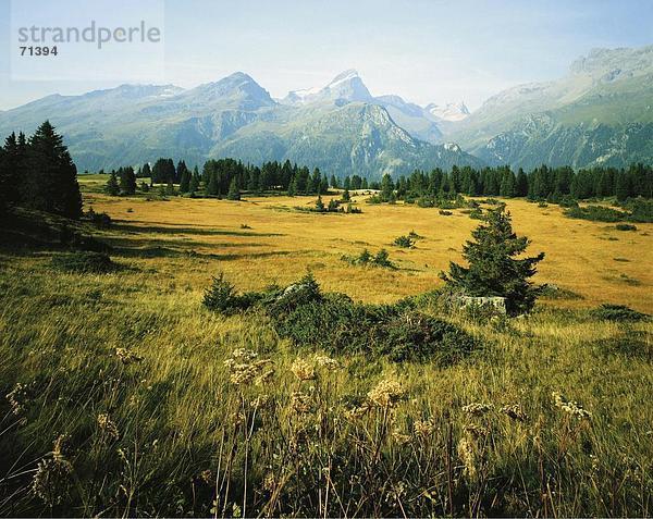 10056510  Alm  Flix  Gebirge  Graubünden  Graubünden  Landschaft  Oberhalbstein  Piz Platta  Schweiz  Europa  Weideland