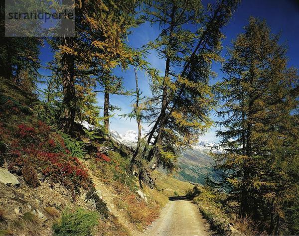 10057342  Alm  Bäume  Bergpanorama  Alpen  Berge  Feldweg  Jahreszeit  Lötschental  Schweiz  Europa  Wallis