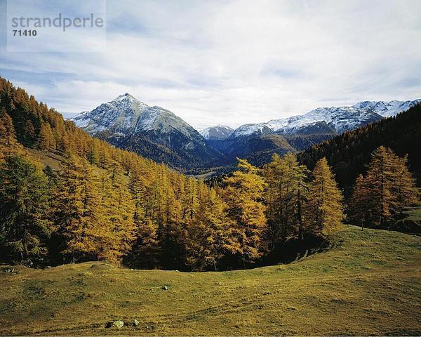 10057372  Alm  Proliebas  Mountain Panorama  Alpen  Gebirge  Fichte Wald  Graubünden  Graubünden  Engadin  Saison  Piz Mezzau