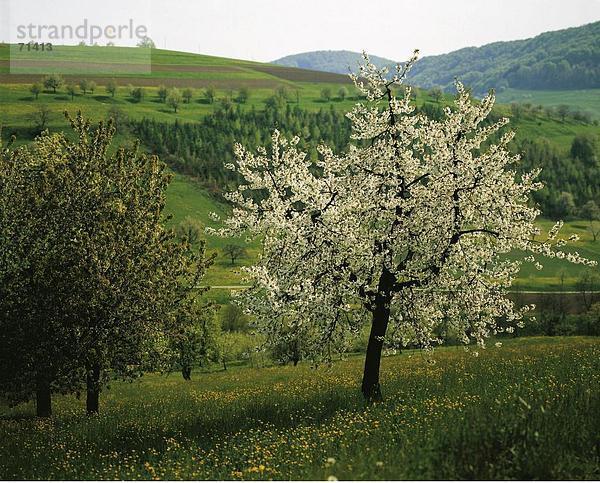 Kirschbaum Kirsche Europa Blüte Wiese Jahreszeit Schweiz
