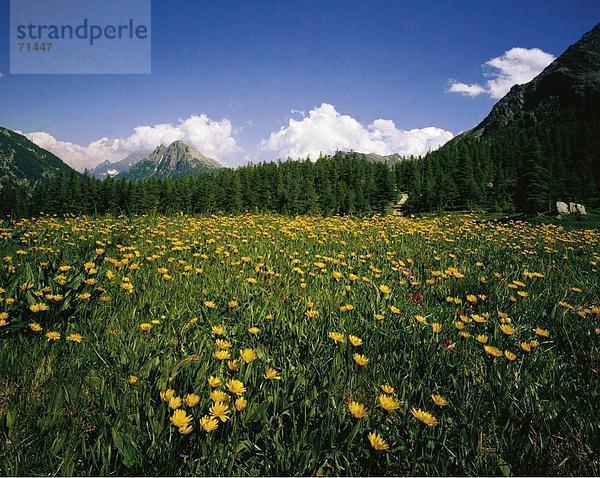 10062185  Alm  Pferd Boden  Alpen  Berge  Blumenwiese  Landschaften  Seehorn  Simplon  Tannenholz  Wallis  Schweiz  Europa