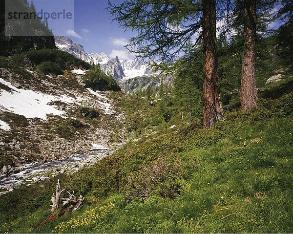 10062347  alpine  Alpen  Alp  Bach  Gebirge  Landschaft  Pflanzen  Pizzo Tragestück Gelato  Ridi Sfii  Schweiz  Europa  Ticino