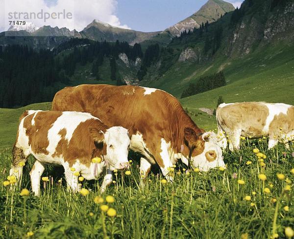 Hausrind Hausrinder Kuh Europa Berg Alpen Kanton Bern Schweiz