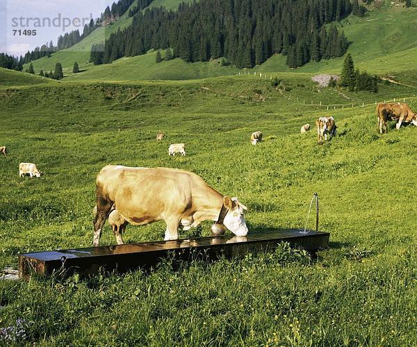 Hausrind Hausrinder Kuh Europa Berg Alpen Getränk Kanton Bern Schweiz