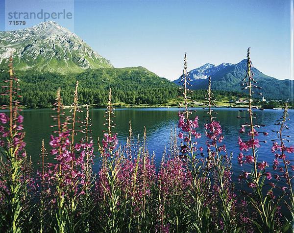 10090819  See  Meer  Oberengadin  Schweiz  Europa  Engadin Mountain Lake  Blumen lila  Graubünden  Graubünden  hoch  scen