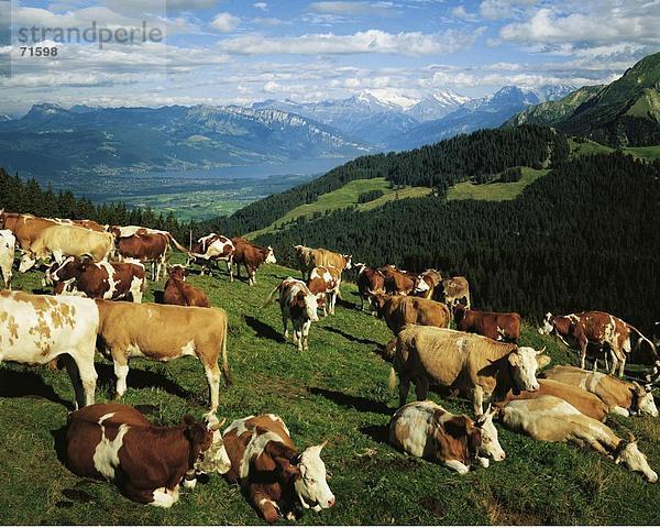 Hausrind Hausrinder Kuh Europa Berg Tier See Meer Wildtier Schweiz