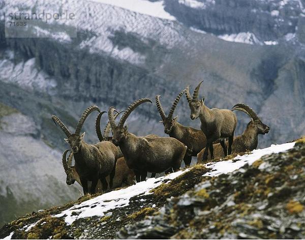 10102707  Schweiz  Europa  Berge  Alpen  Alpen  Graubünden  Graubünden  Steinböcke