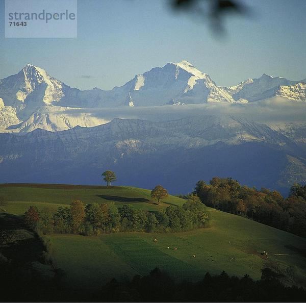10106831  Berner Oberland  Berge  Alpen  Alps  Landschaft  Eiger  Berg  Jungfrau  Hügel  Mönch  Monch  Schweiz  Europ
