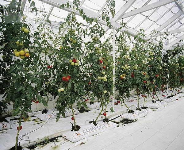 10178705  Gemüse  Hors Sol  Kompost Taschen  Pflanzen  Tomaten  Treibhaus  Gewächshaus  Landwirtschaft