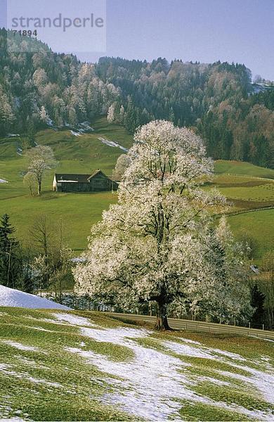 10189698  Appenzell  Baum  Landschaft  Bauernhof  Raureif  Schnee Reste  Schweiz  Europa  Urnasch  Wiese