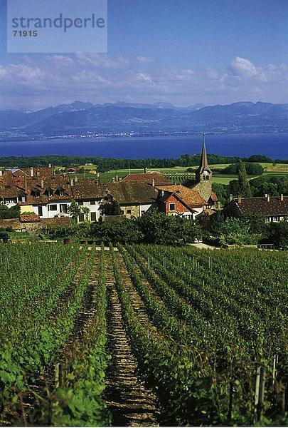 10190399  Fechy  Weinberge  Schweiz  Europa  Überblick  Waadt  Wein  Rebberg