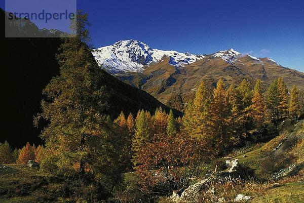 10190498  Berge  Alpen  Alps  Lärchen  Herbst  Landschaft  Mont-Etoile  Schweiz  Europa  Überblick  Val Ferpecle  Wallis