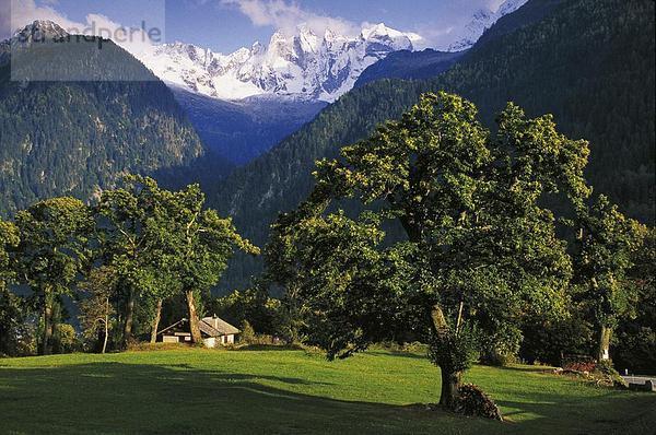Landschaftlich schön landschaftlich reizvoll Europa Wohnhaus Baum Wiese Kanton Graubünden Soglio Schweiz Bergpanorama