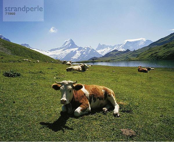 Hausrind Hausrinder Kuh Berg See Meer Alpen Draufsicht Kanton Bern Grindelwald Bergpanorama