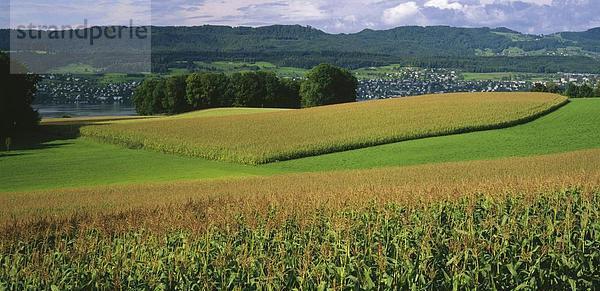 Kornfeld Landschaftlich schön landschaftlich reizvoll Europa Sommer Landwirtschaft Meer Feld Draufsicht Schweiz Kanton Zürich