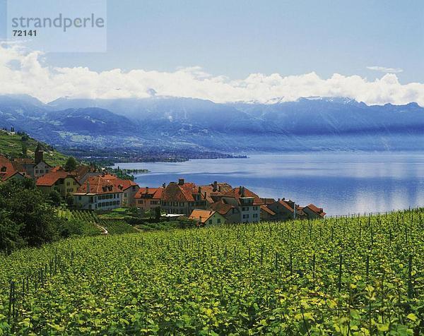 10228515  Genfersee  Genfersee  Lac Leman  Lavaux  Panorama  Rivaz  Schweiz  Europa  Waadt  im Jahr des Dorfes  vi