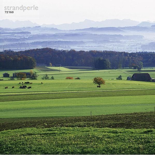 Hausrind Hausrinder Kuh Landschaftlich schön landschaftlich reizvoll Europa Berg Bauernhof Hof Höfe Nebel Herbst Wiese Draufsicht Schweiz