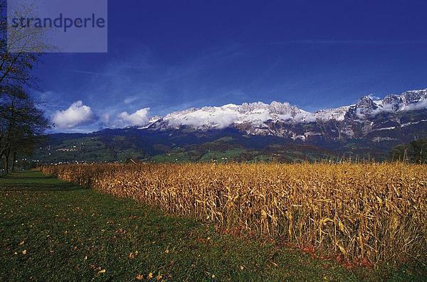 Gebirge Kornfeld Panorama Landschaftlich schön landschaftlich reizvoll Europa Berg Feld Gebirgszug Schweiz