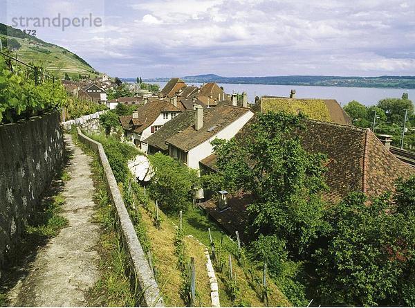 Europa See Meer Weinberg Draufsicht Kanton Bern Schweiz