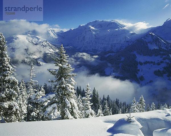 Landschaftlich schön landschaftlich reizvoll Europa Berg Winter Tanne Draufsicht Kanton Bern Schnee Schweiz