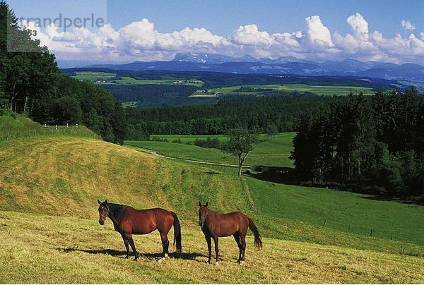 10254103  Bäume  Hügel  Landschaft  Pferde  Schweiz  Europa  Thierrens  Überblick  Waadt  Wiese  Wolken  Wetter