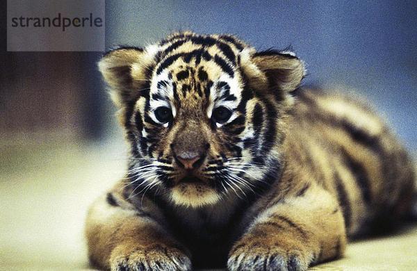 10257627  am Bauch  Baby  Tier  Lüge  Tiger  junge  Tier  Tier  Porträt  Großkatze