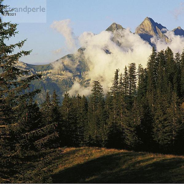 Landschaftlich schön landschaftlich reizvoll Europa Berggipfel Gipfel Spitze Spitzen Wolke Wald Holz Tanne Schweiz Wetter