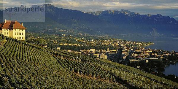 10266250  Genfersee  Genfersee  Lac Leman  Lavaux  Weinberg  Schweiz  Europa  Stimmung  Übersicht  Vevey  Waadt  Weingebiet