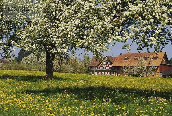 10282840  Blüte  -Baum  Landschaft  Bauernhof  Löwenzahn  Schweiz  Europa  Thurgau  Wiese