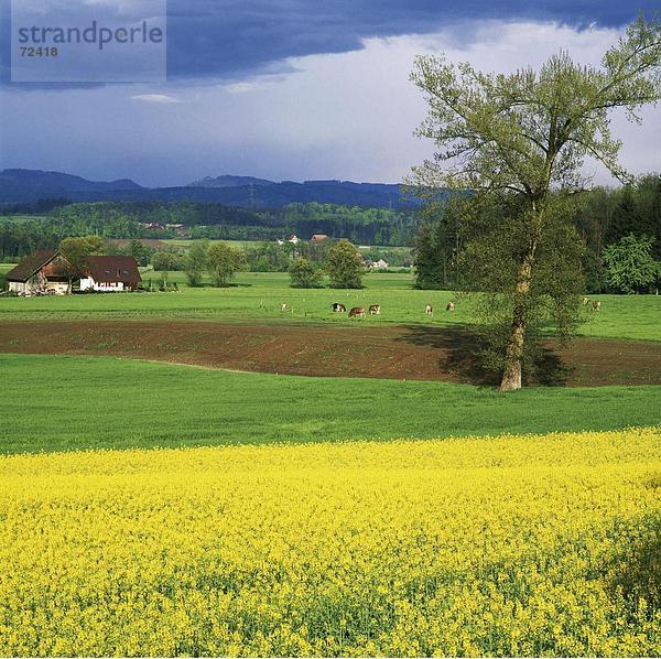 Hausrind Hausrinder Kuh Landschaftlich schön landschaftlich reizvoll Baum gelb Hügel Garten Tal blühen Gericht Schweiz