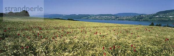 Kornfeld Panorama Landschaftlich schön landschaftlich reizvoll Baum See Meer Mohn schweizerisch Schweiz