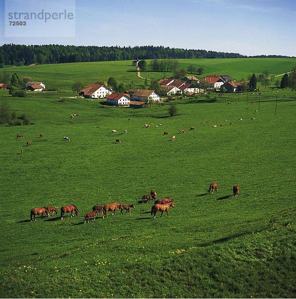 Landschaftlich schön landschaftlich reizvoll Europa Wald Dorf Holz Wiese Kanton Jura Schweiz