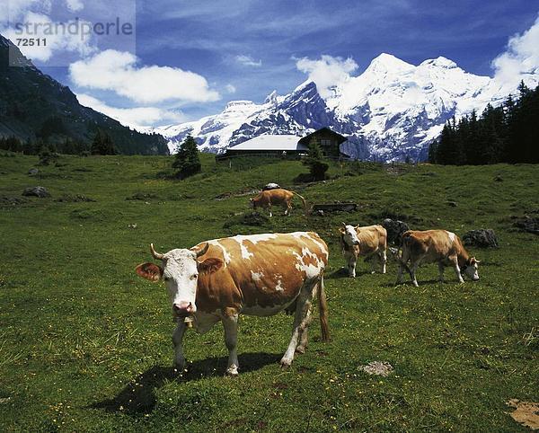 Hausrind Hausrinder Kuh Europa Berg Blume Baum gelb Schürfwunde Berner Oberland Kanton Bern Kandersteg Schnee Schweiz