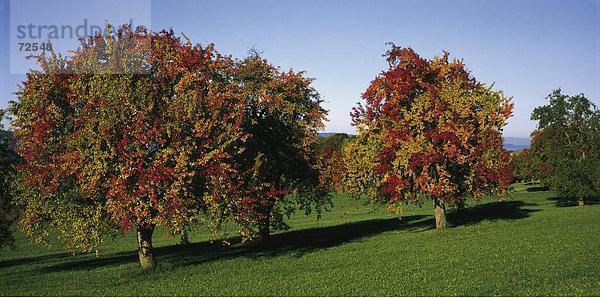 Obstbaum Farbaufnahme Farbe Helligkeit Baum Landwirtschaft Herbst Wiese