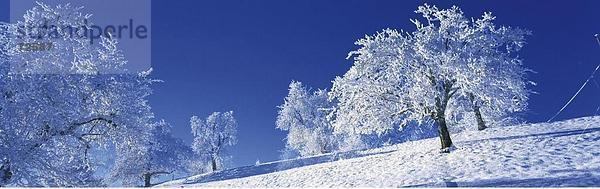 bedeckt  10326344  Feld  Saison  Obstbäume  Schnee  Winter  kalt  Schweiz